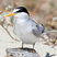 Least Tern